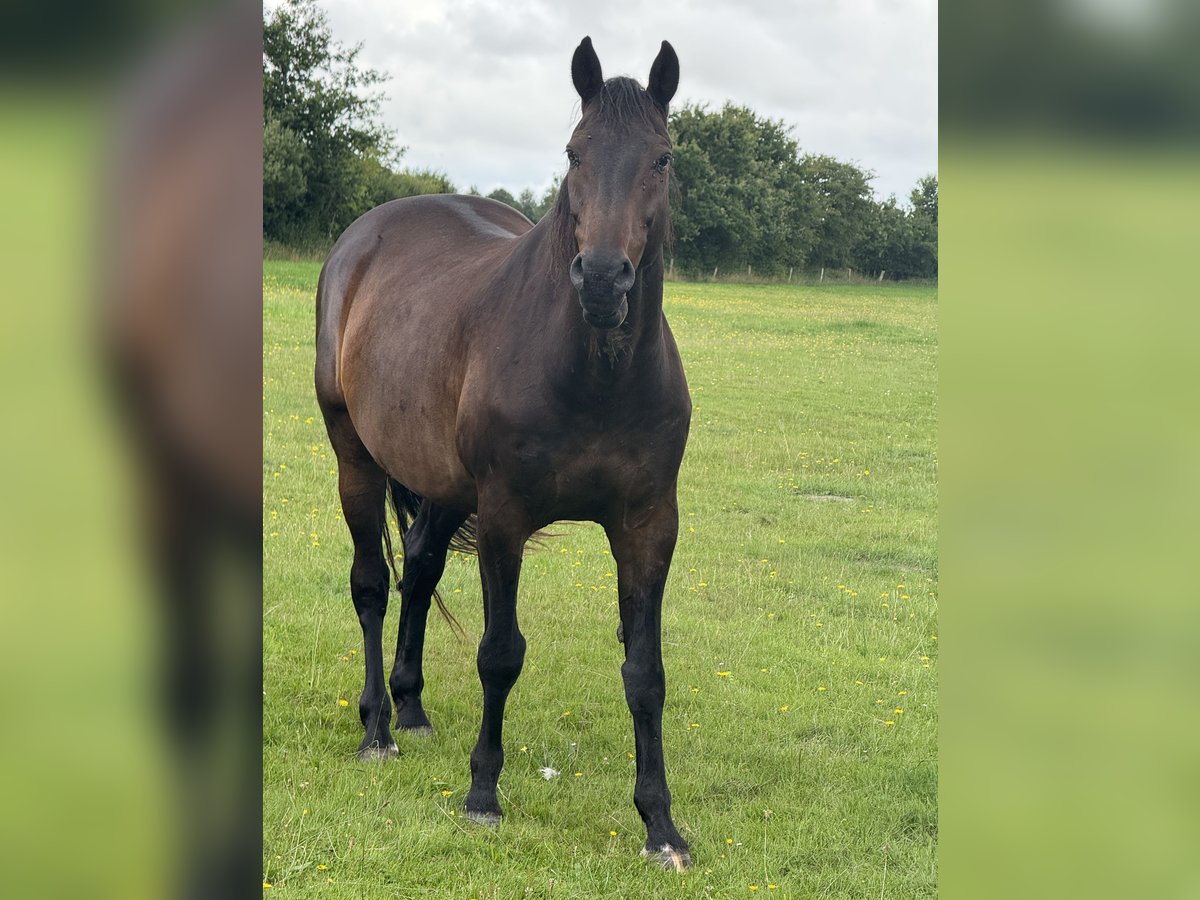Koń holsztyński Wałach 16 lat 170 cm Ciemnogniada in Gro&#xDF;heide