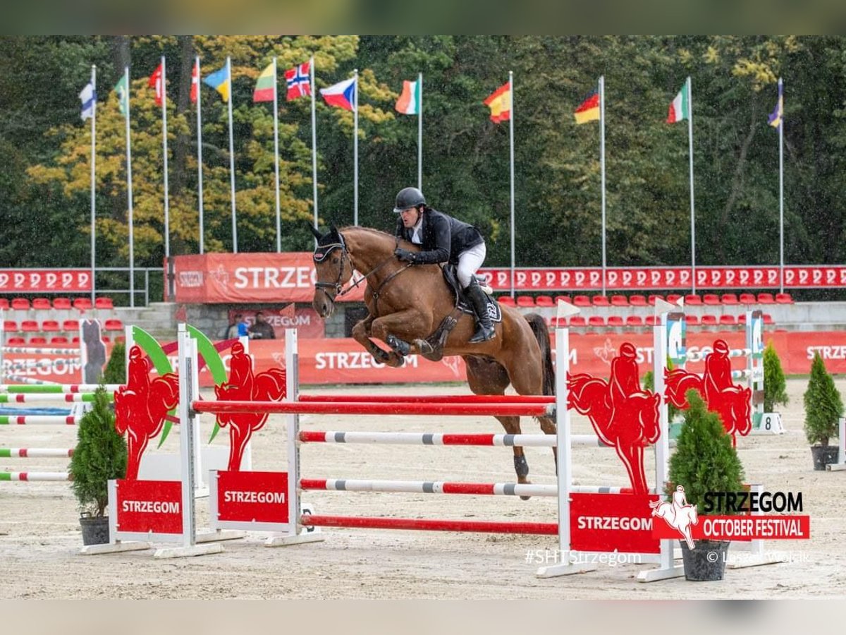 Koń holsztyński Wałach 16 lat 178 cm Kasztanowata in Lienen