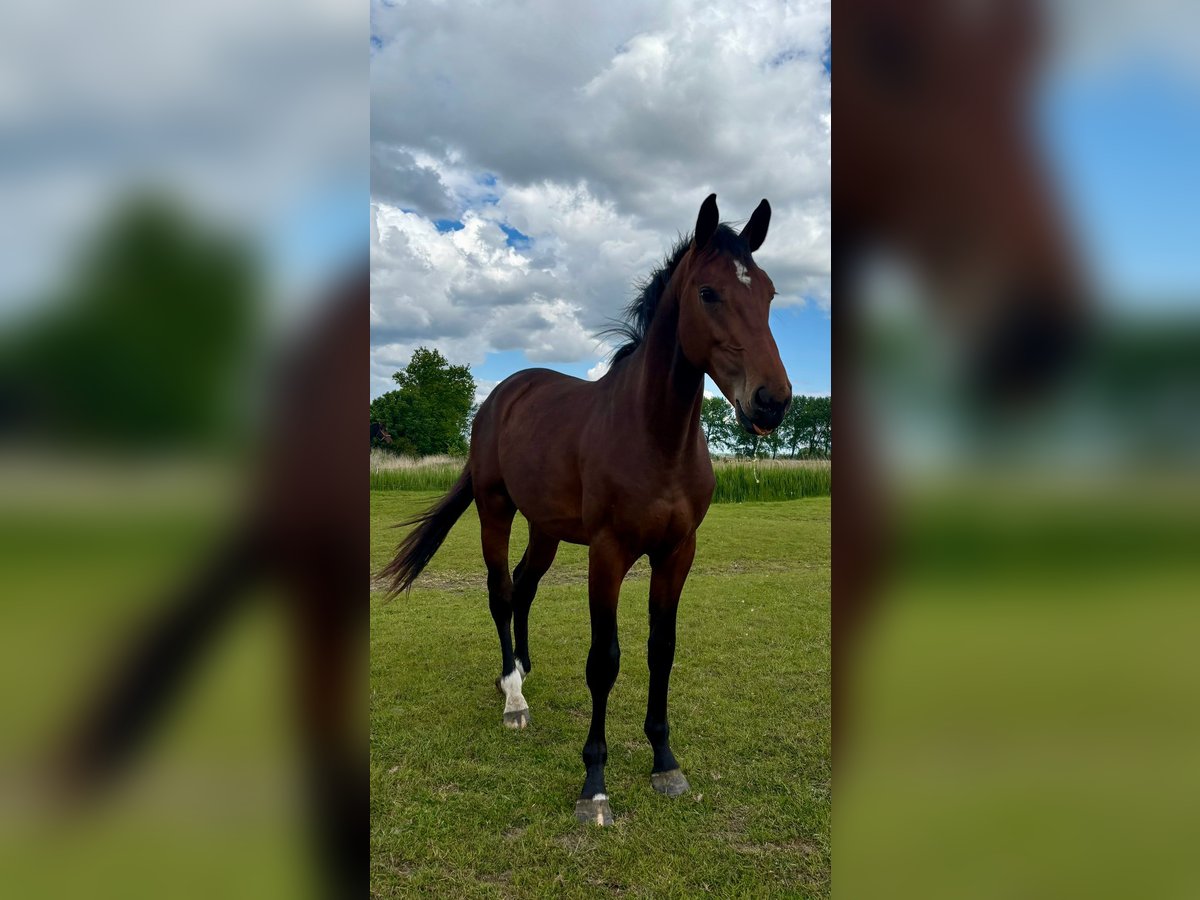Koń holsztyński Wałach 2 lat 162 cm Gniada in Mildstedt
