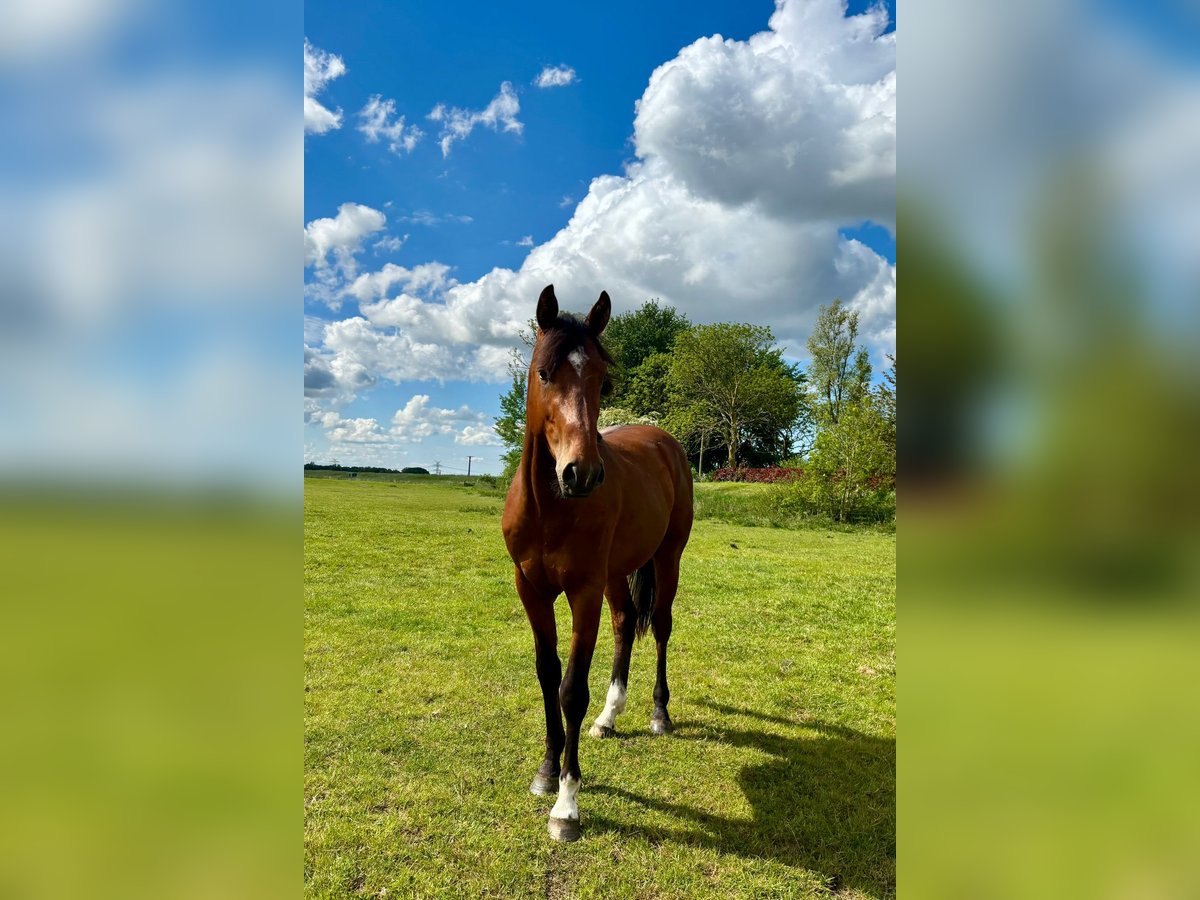 Koń holsztyński Wałach 3 lat 164 cm Gniada in Mildstedt