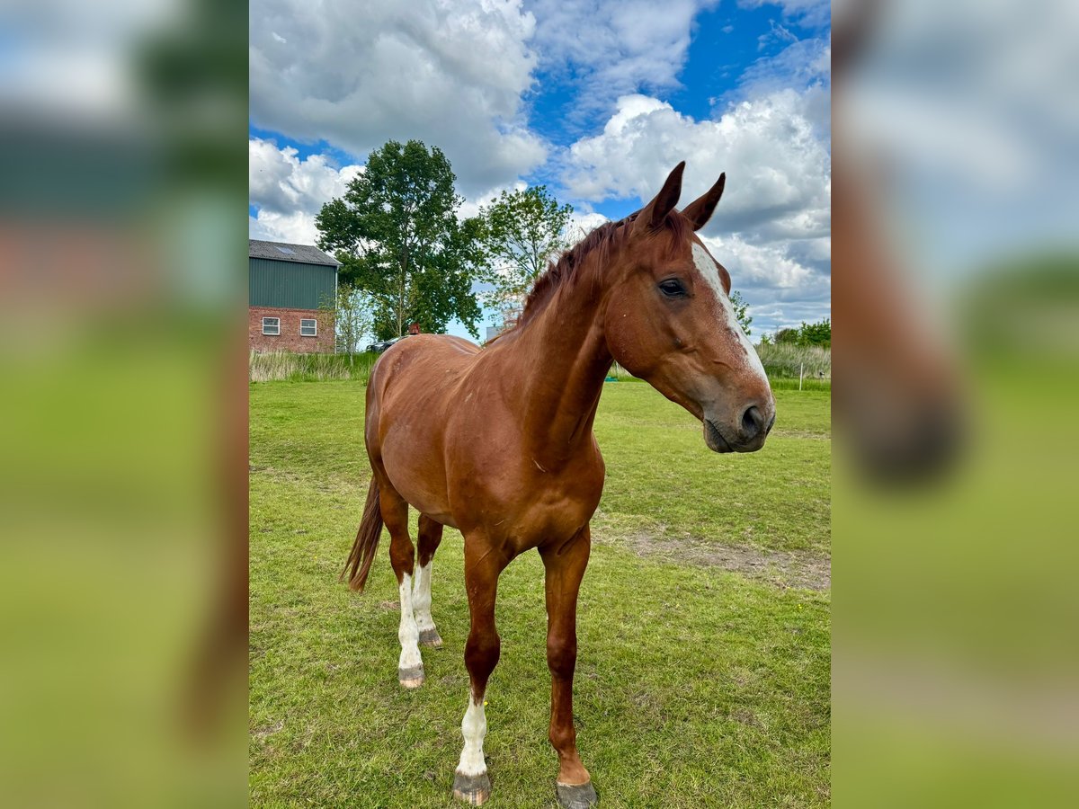 Koń holsztyński Wałach 3 lat 168 cm Kasztanowata in Mildstedt