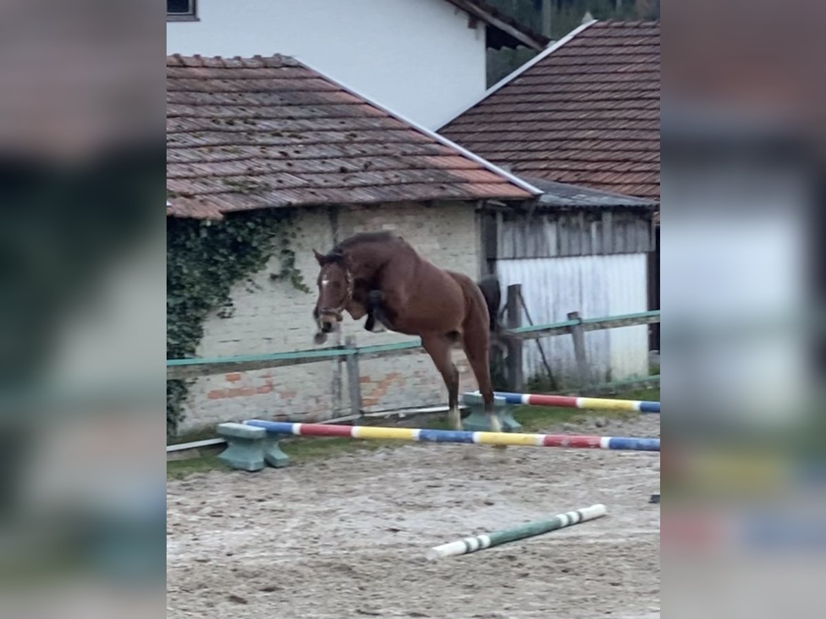 Koń holsztyński Wałach 3 lat Gniada in Traunreut