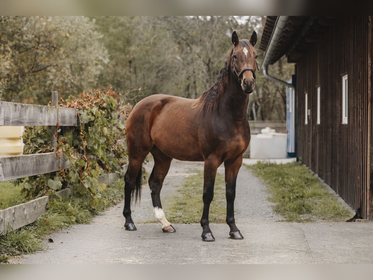 Koń holsztyński Wałach 4 lat 164 cm Gniada in Leutschach Koń holsztyński Wałach 4 lat 164 cm Gniada in Leutschach