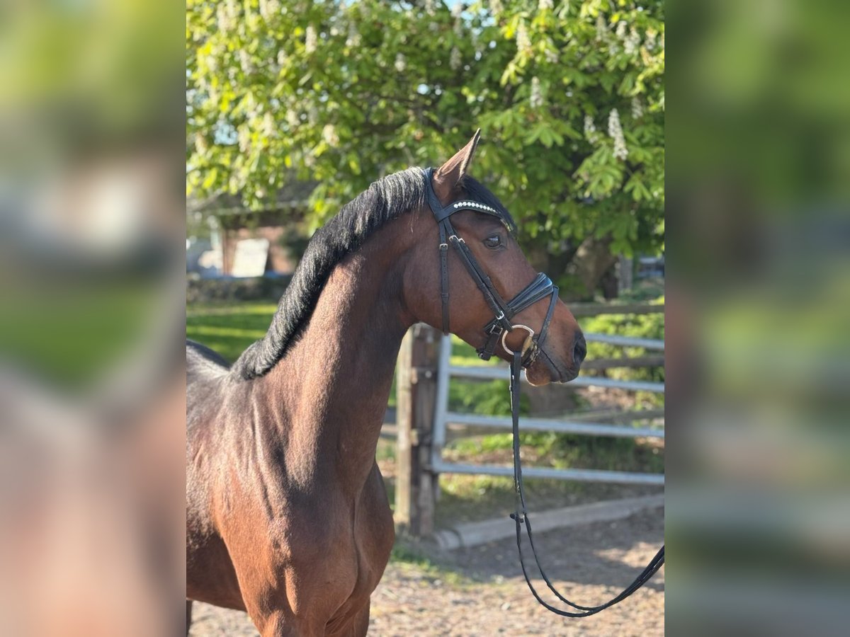 Koń holsztyński Wałach 4 lat 165 cm in Timmendorfer Strand