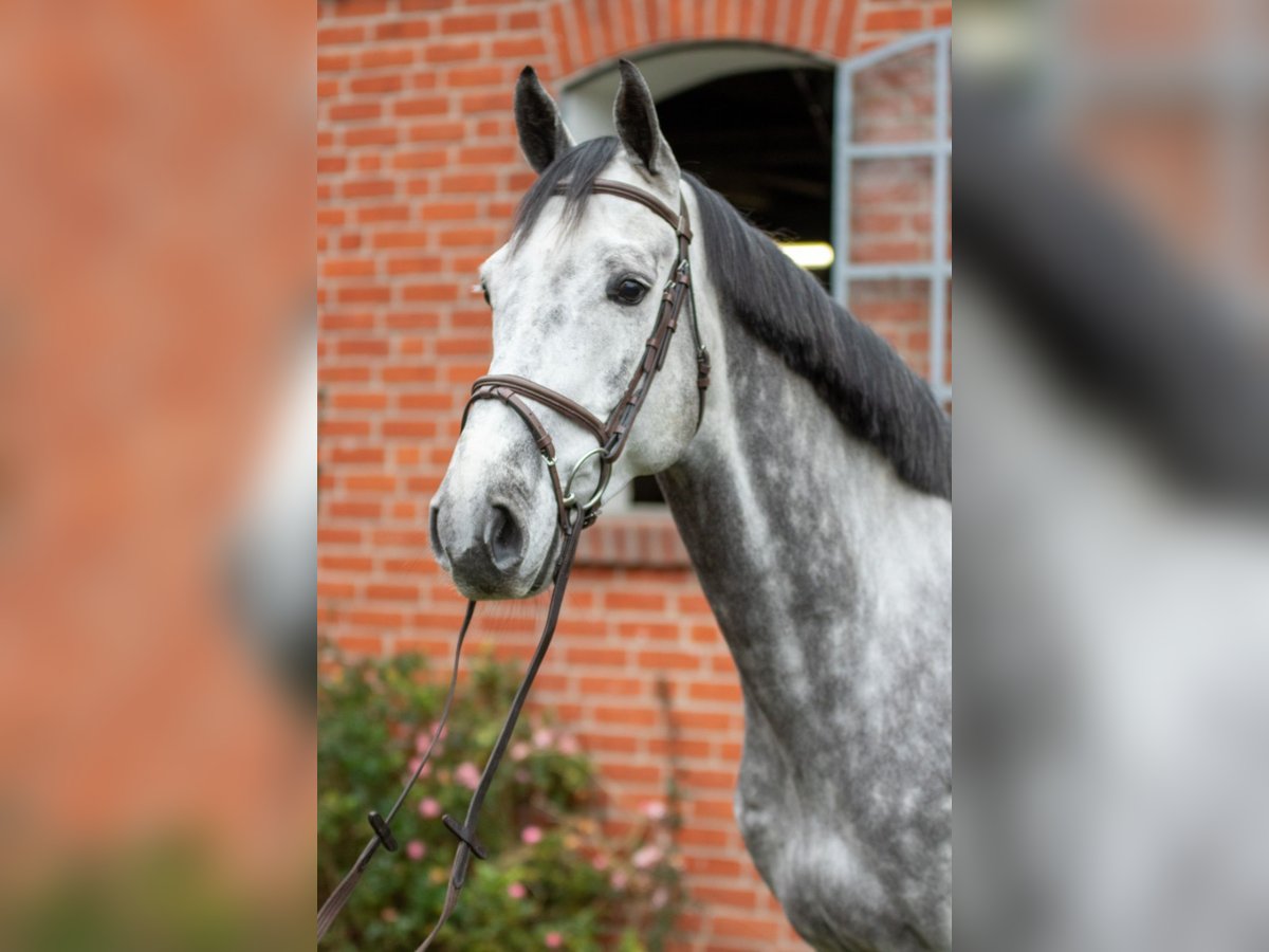 Koń holsztyński Wałach 4 lat 167 cm Siwa in L&#xFC;beck