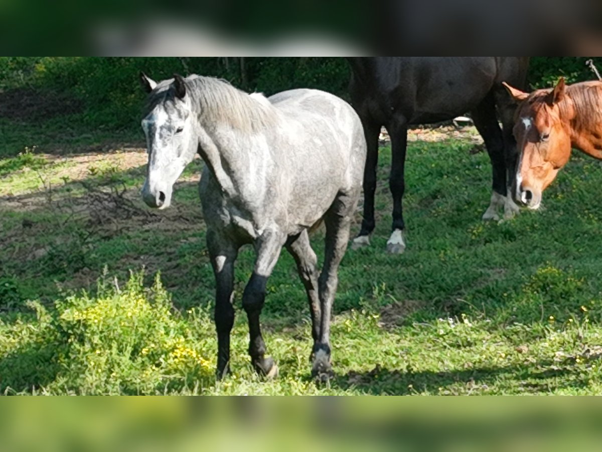 Koń holsztyński Mix Wałach 4 lat 169 cm Siwa in Couiza