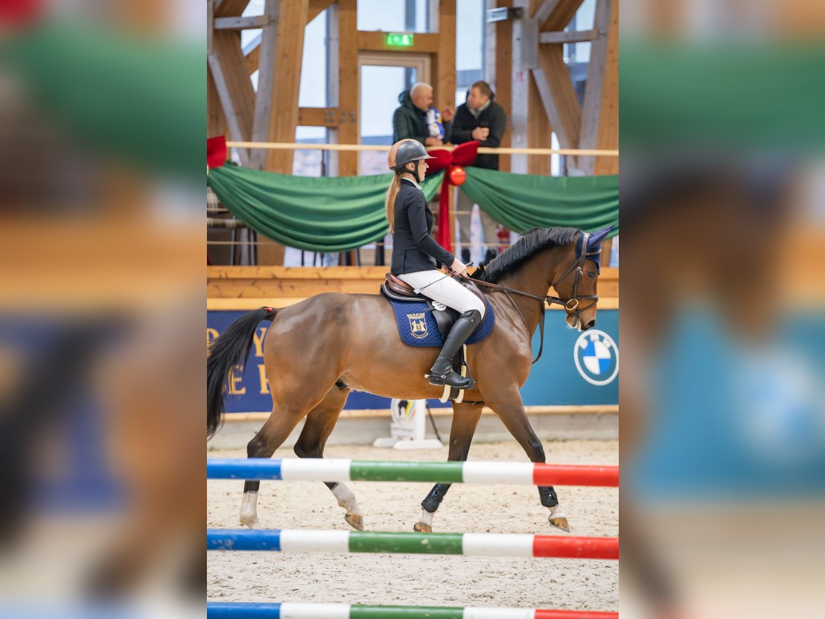 Koń holsztyński Wałach 5 lat 165 cm Gniada in Balkasodis, Alytus region