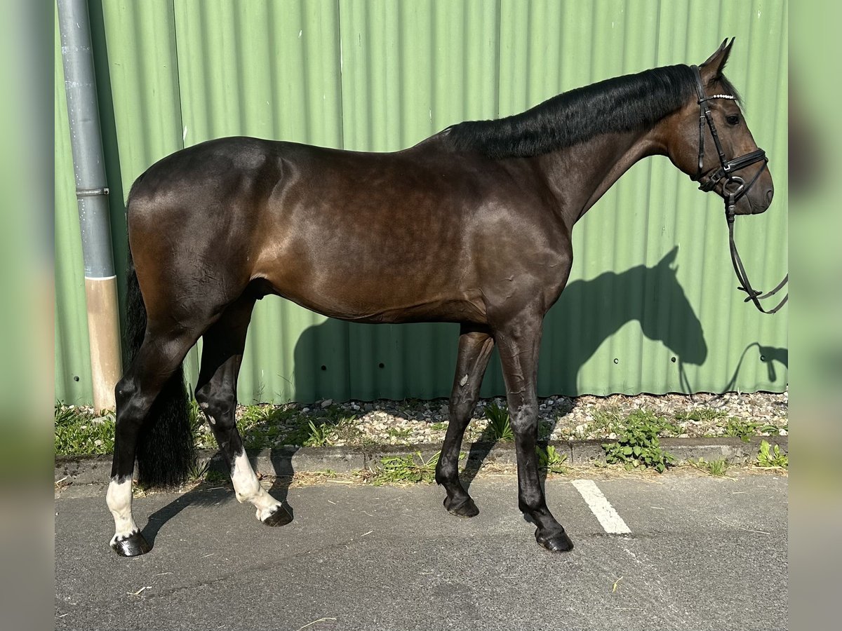 Koń holsztyński Wałach 5 lat 165 cm Skarogniada in Bornheim