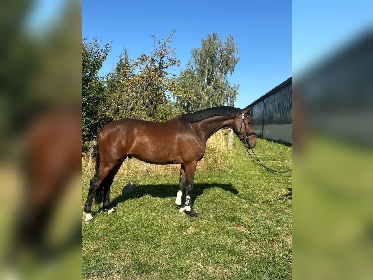Koń holsztyński Wałach 5 lat 166 cm Gniada in Luhm&#xFC;hlen