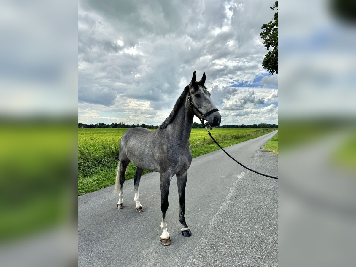 Koń holsztyński Wałach 6 lat 174 cm Siwa in Ovelgönne