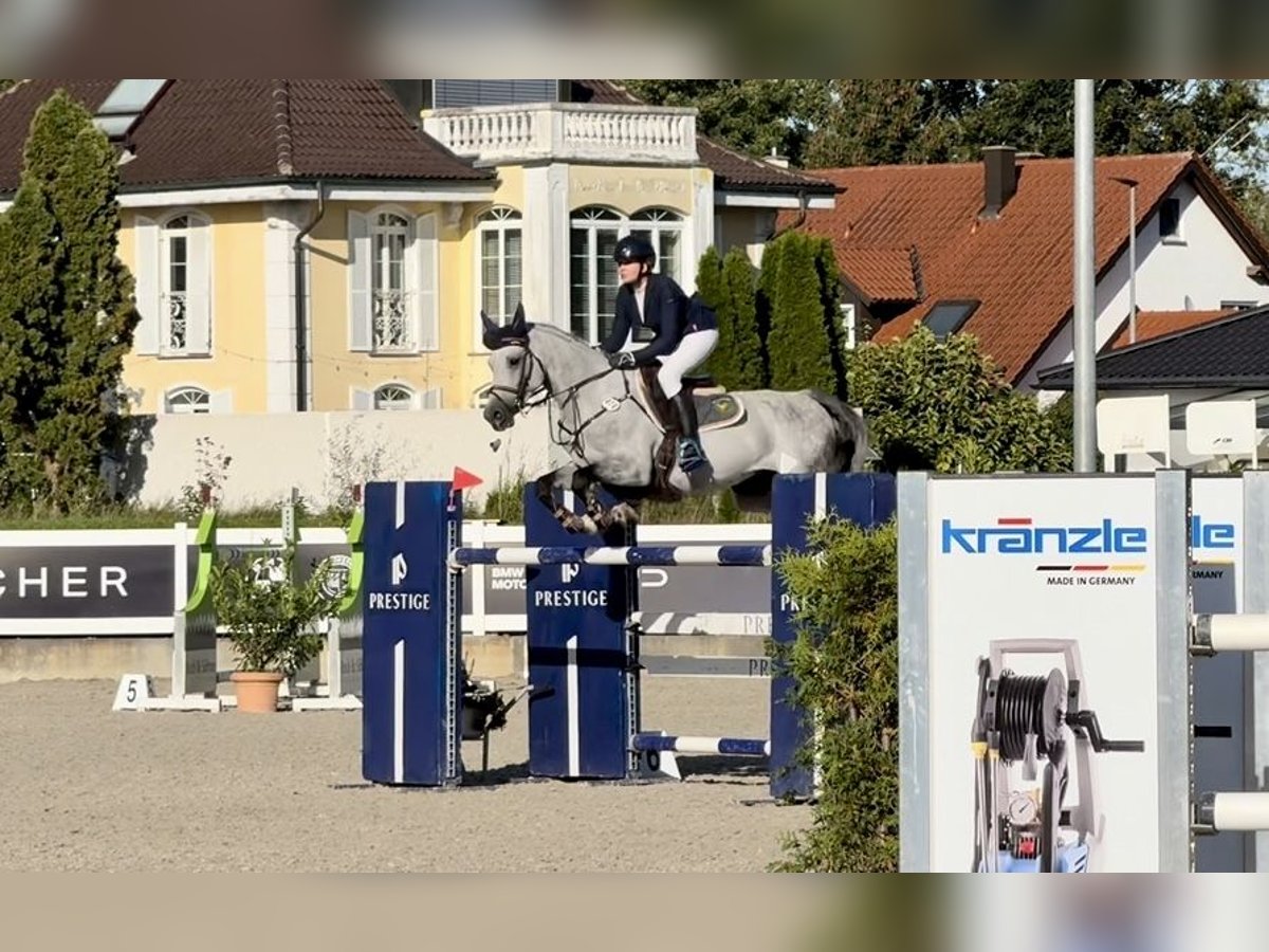 Koń holsztyński Wałach 7 lat 167 cm in Altusried