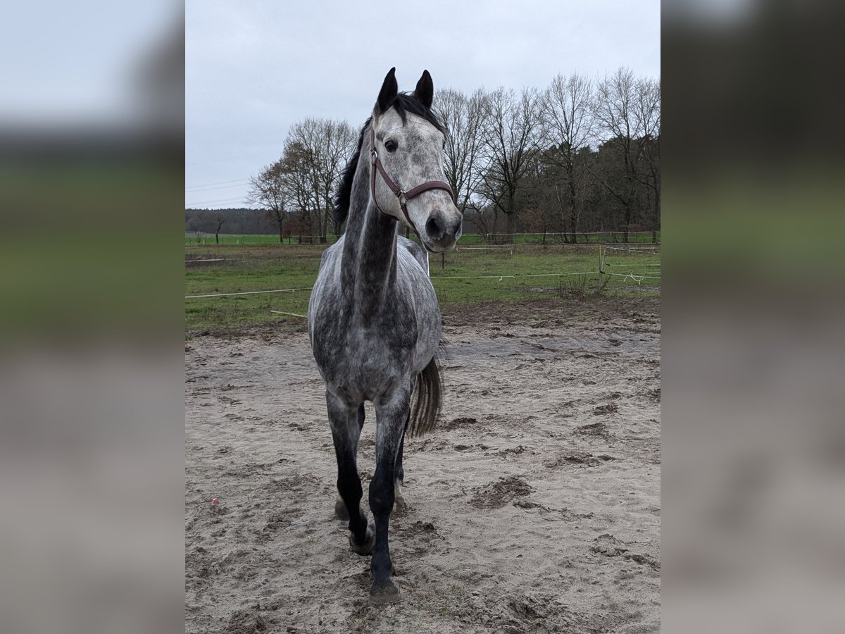Koń holsztyński Wałach 7 lat 173 cm Siwa in Gerdau Koń holsztyński Wałach 7 lat 173 cm Siwa in Gerdau