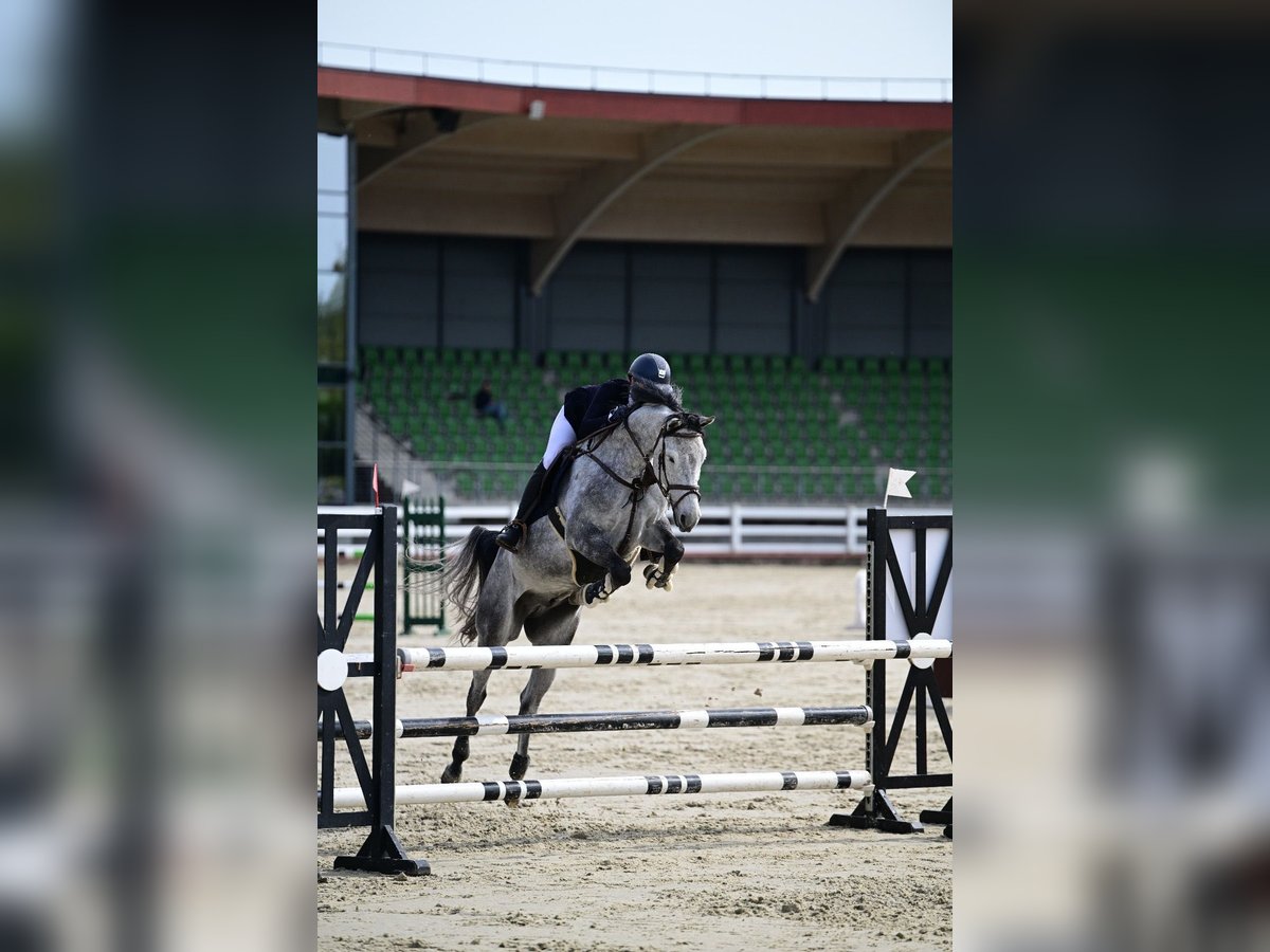 Koń holsztyński Wałach 8 lat 162 cm Siwa in Balkasodis