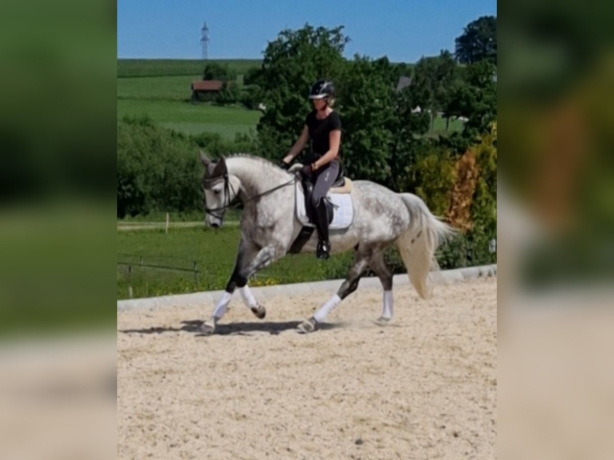 Koń holsztyński Wałach 8 lat 168 cm Siwa in Schlatt
