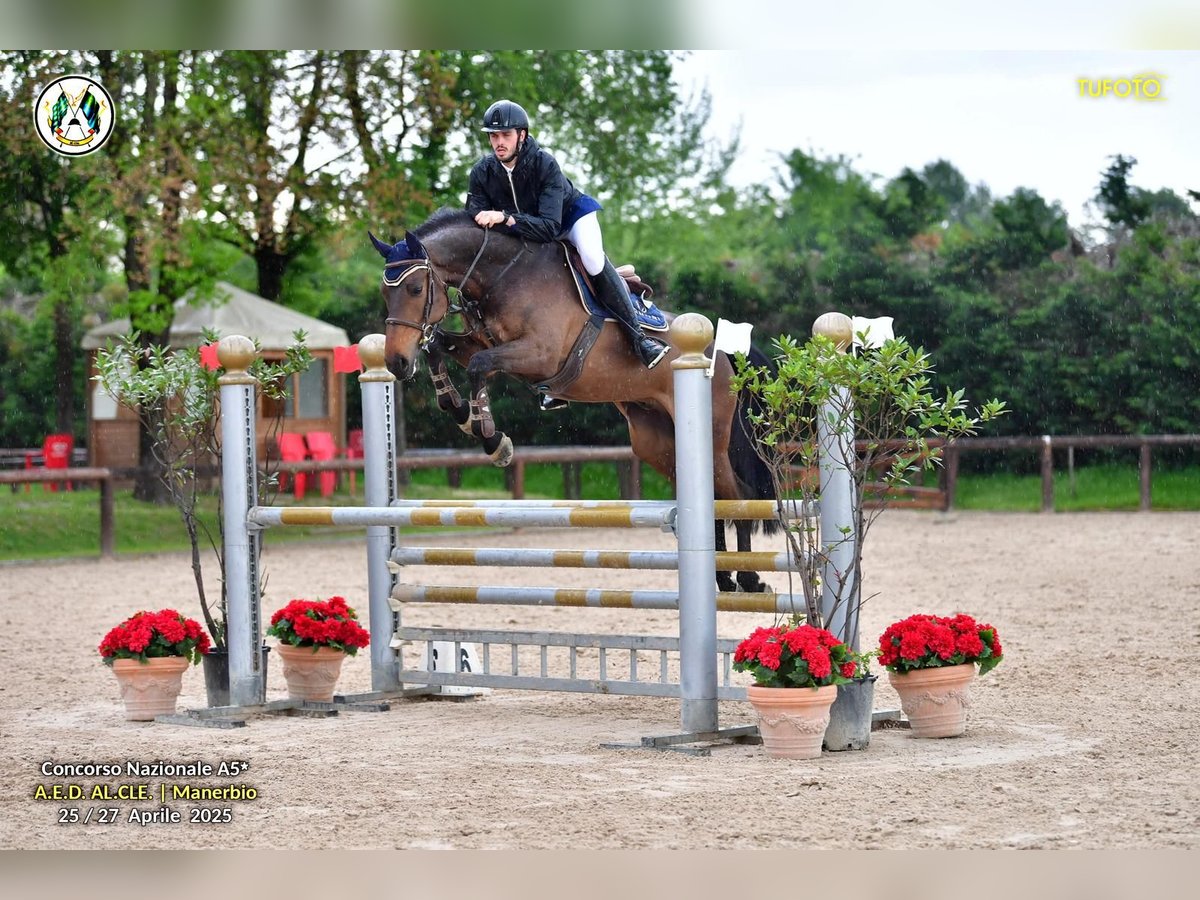 Koń holsztyński Wałach 8 lat 170 cm Ciemnogniada in Abano Terme