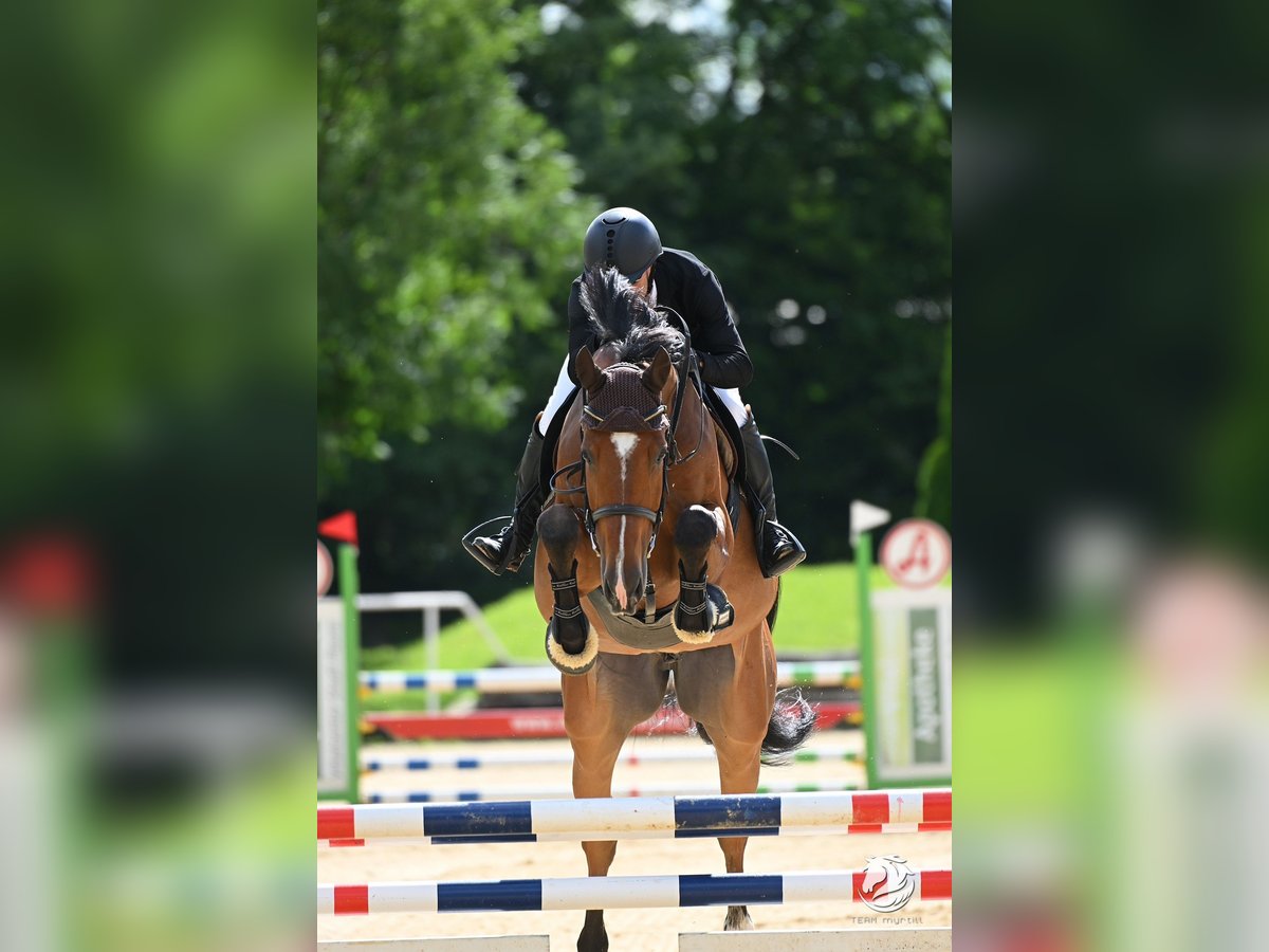 Koń holsztyński Wałach 8 lat 170 cm Gniada in Penig