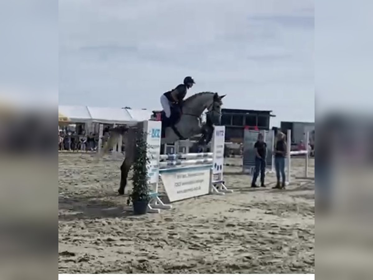 Koń holsztyński Wałach 8 lat 180 cm Siwa jabłkowita in Blaubeuren