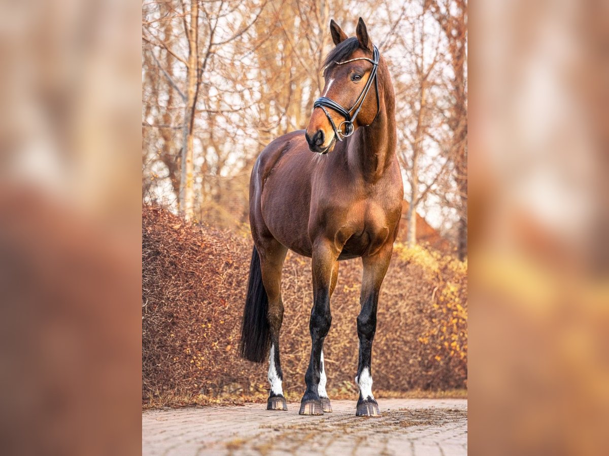 Koń holsztyński Mix Wałach 9 lat 168 cm Gniada in Oldenburg Koń holsztyński Mix Wałach 9 lat 168 cm Gniada in Oldenburg