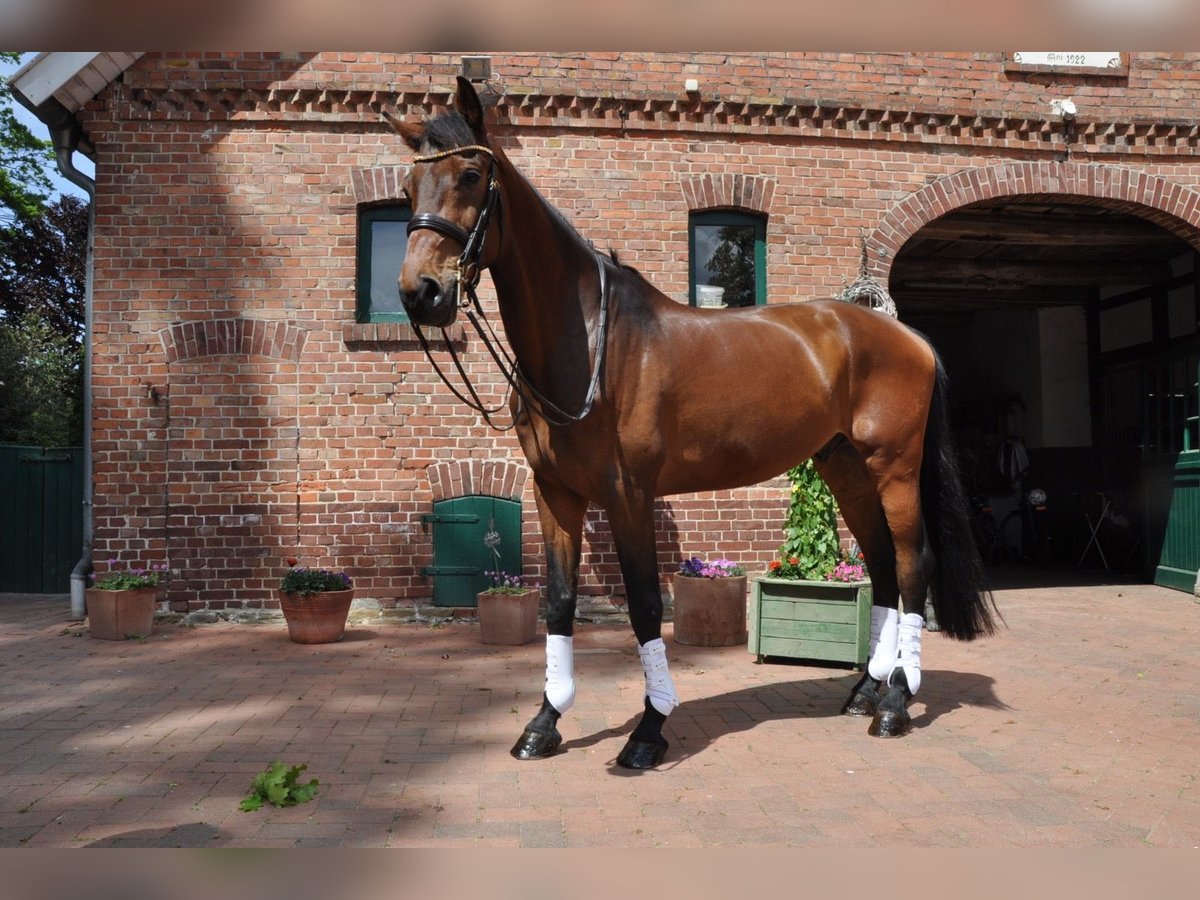 Koń holsztyński Wałach 9 lat 180 cm Gniada in Alfhausen