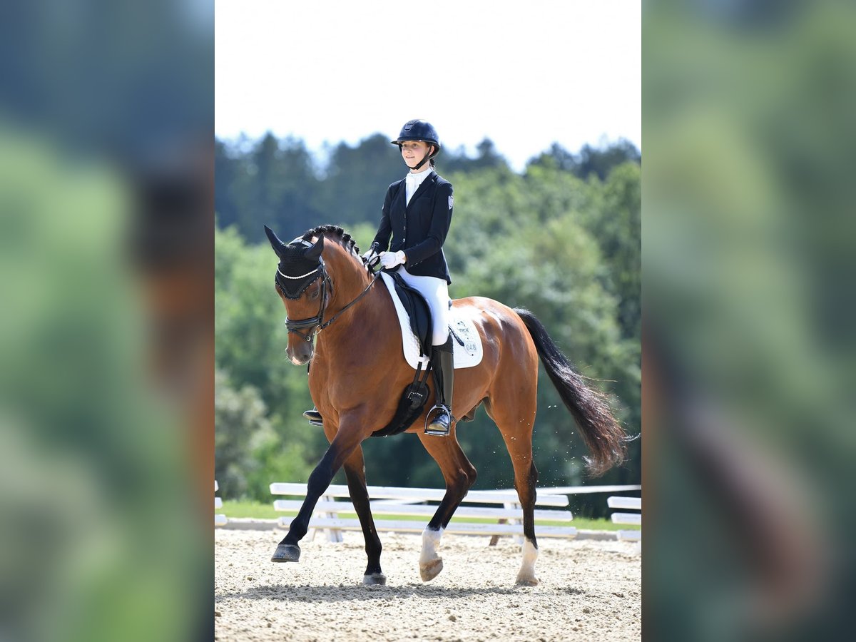 Koń holsztyński Wałach 10 lat 170 cm Gniada in Framersheim