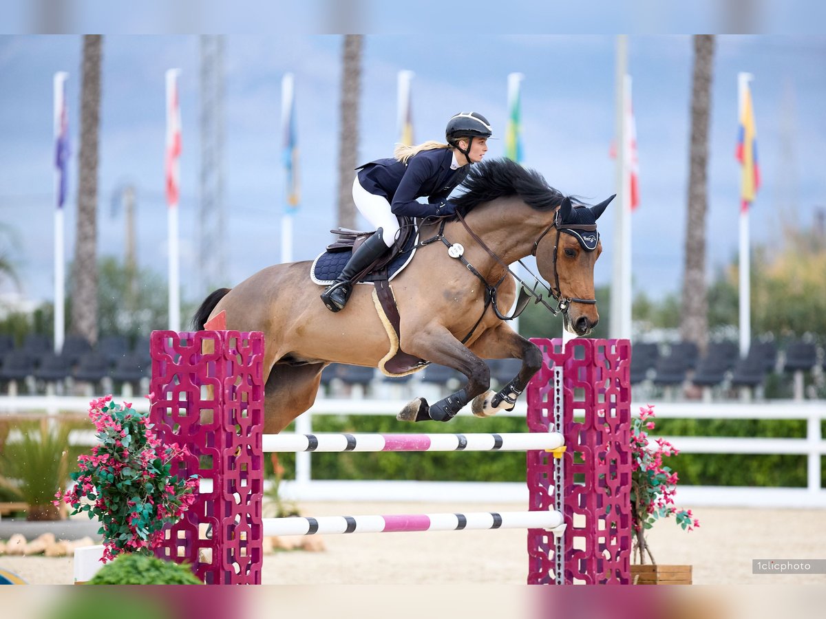 Koń holsztyński Wałach 12 lat 175 cm Gniada in Buchenberg