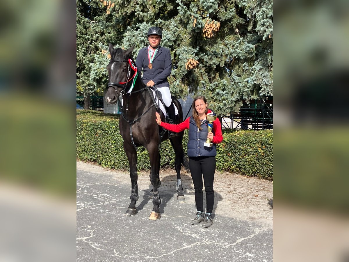 Koń holsztyński Wałach 12 lat 175 cm Skarogniada in Szentendre