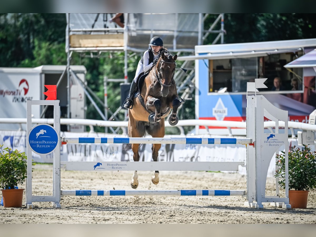 Koń holsztyński Wałach 13 lat 177 cm Ciemnogniada in Basel