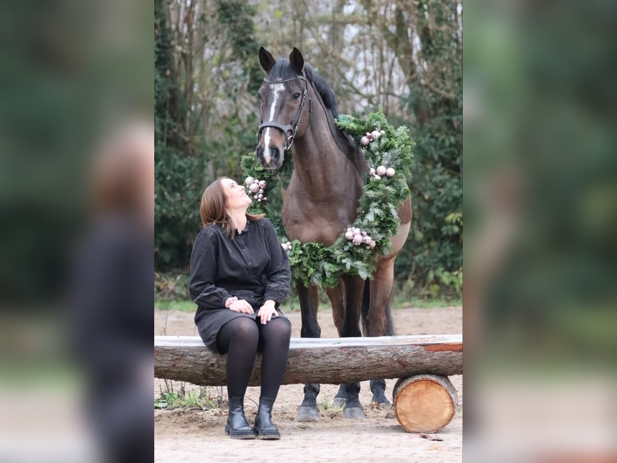 Koń holsztyński Wałach 14 lat 163 cm Gniada in Heidmühlen/Bad Segeberg