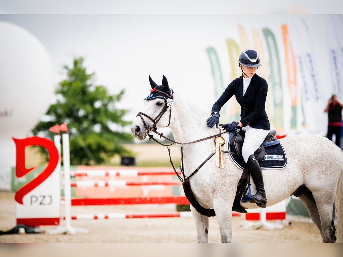 Koń holsztyński Wałach 14 lat 168 cm in Leisnig