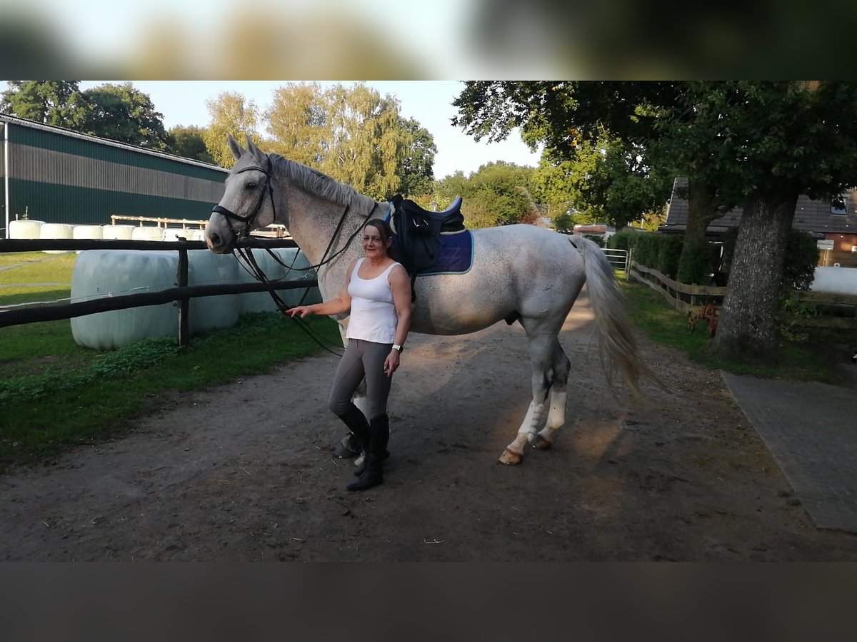 Koń holsztyński Wałach 14 lat 180 cm Siwa in Herzhorn