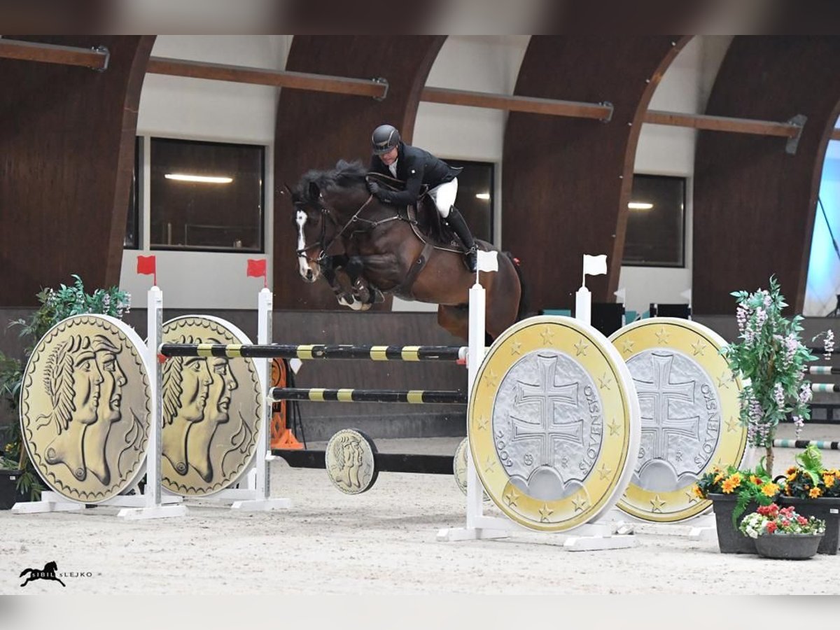 Koń holsztyński Wałach 15 lat 169 cm Ciemnogniada in Gönyű