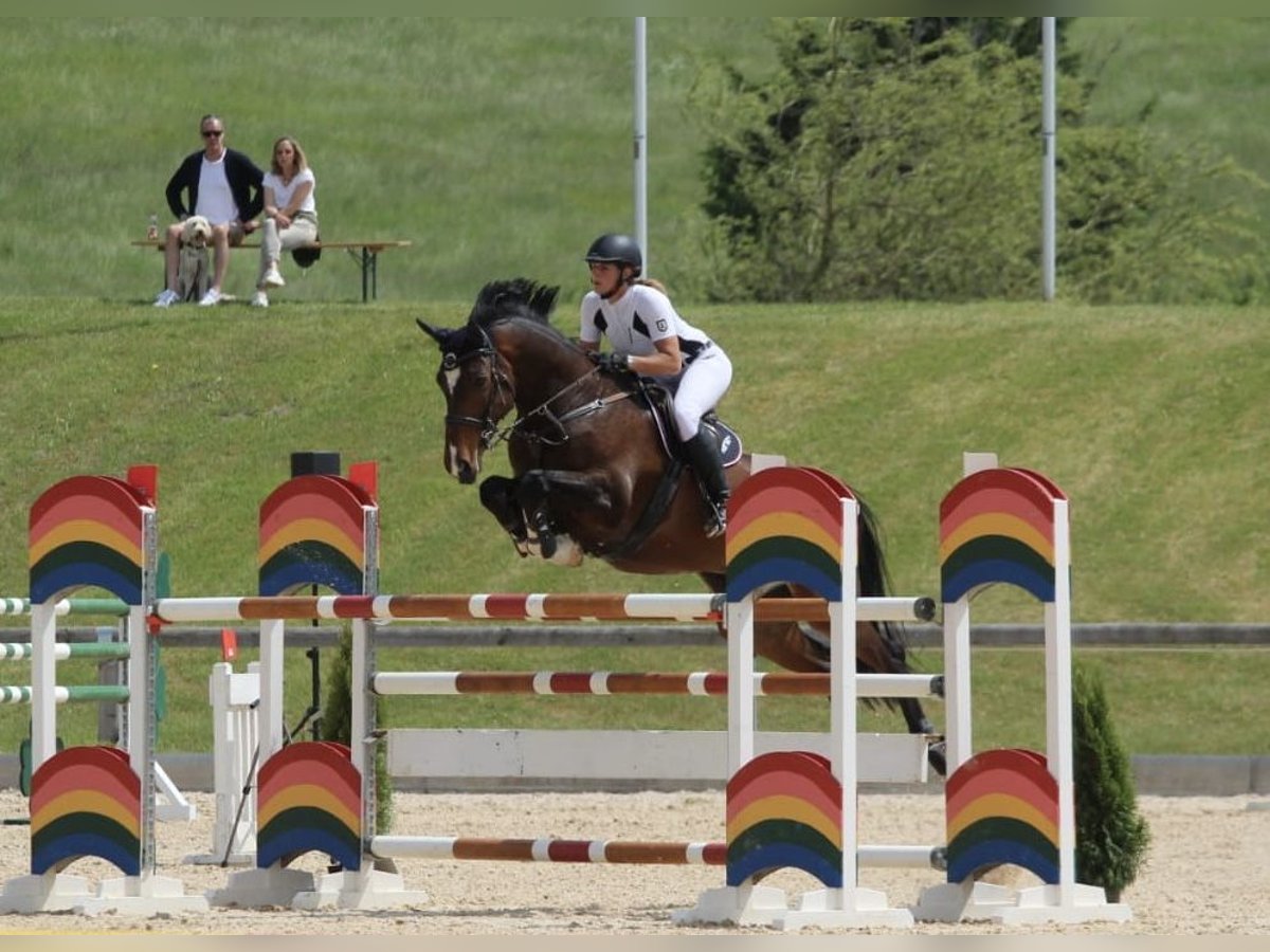 Koń holsztyński Wałach 16 lat 170 cm Gniada in Seehausen am StaffelseeMurnau