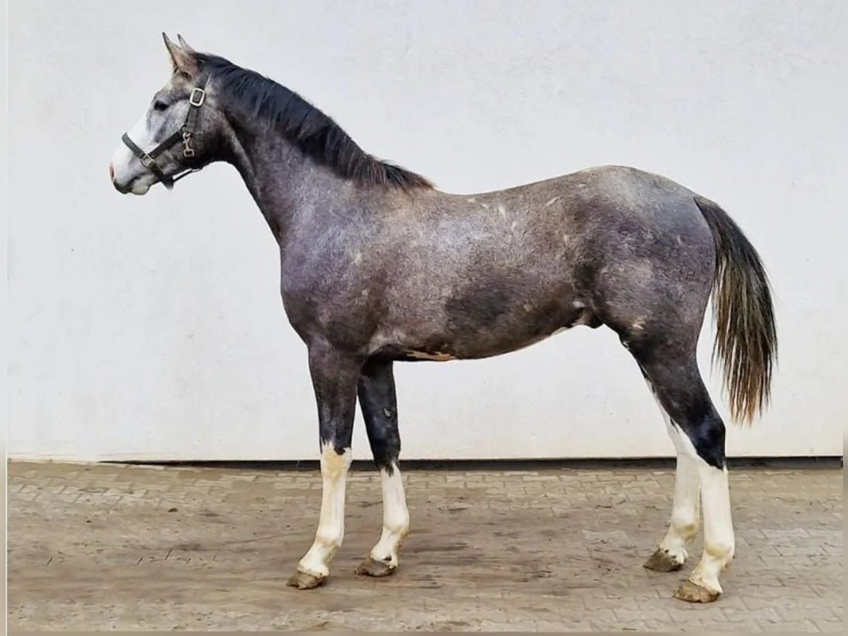 Koń holsztyński Wałach 2 lat Siwa in Jarocin