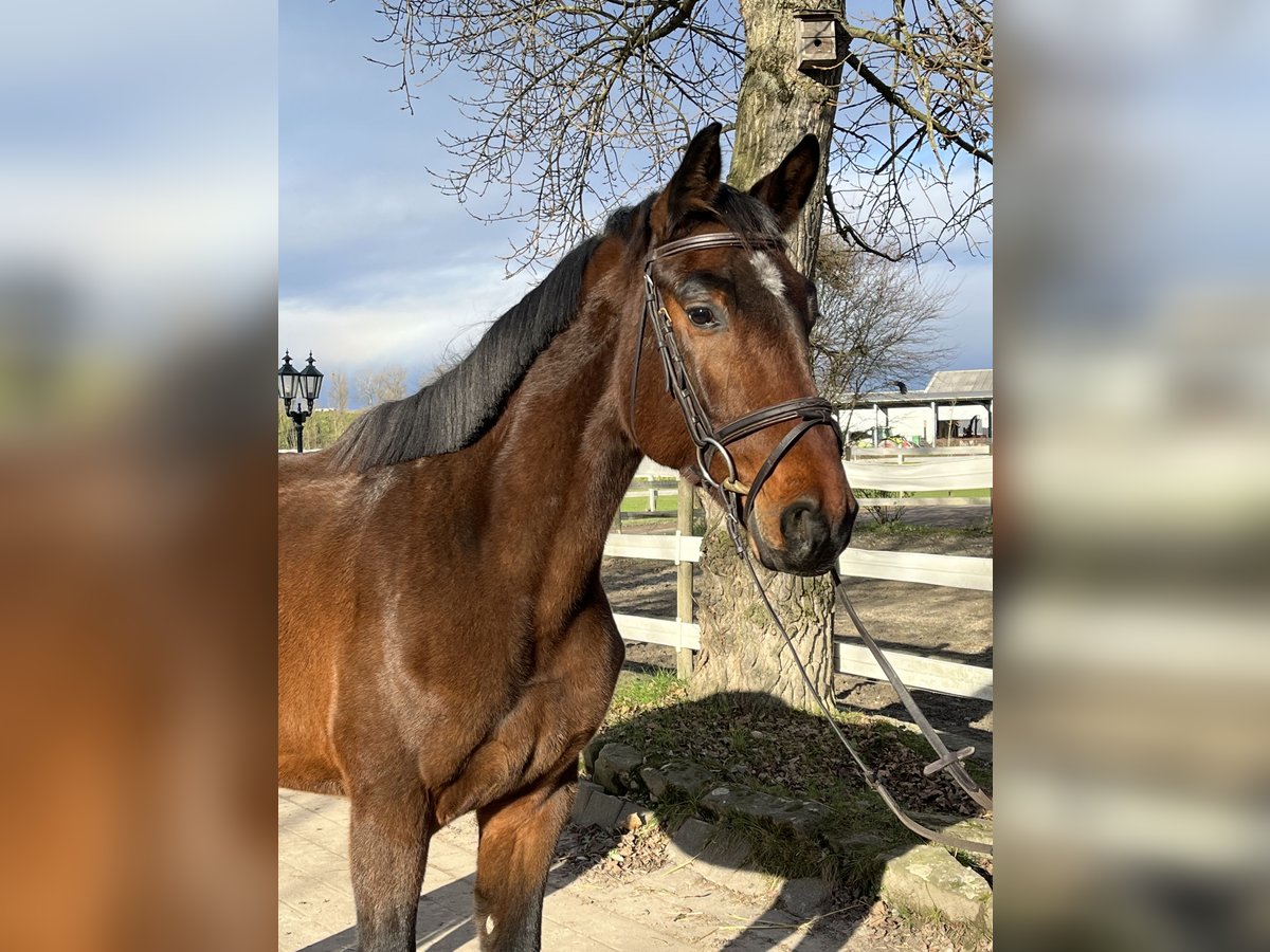 Koń holsztyński Wałach 3 lat 162 cm Gniada in Neuried