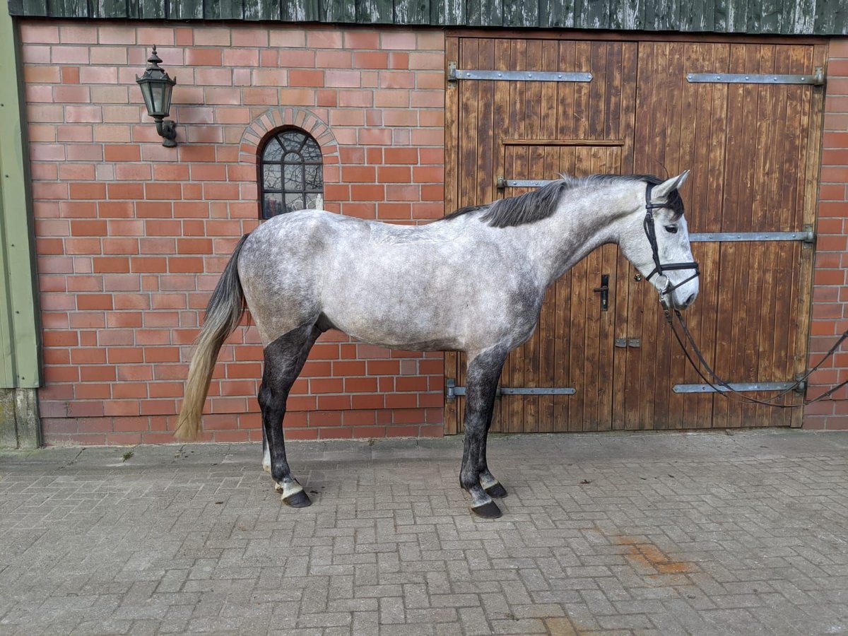 Koń holsztyński Wałach 4 lat 161 cm Karosiwa in Wedel