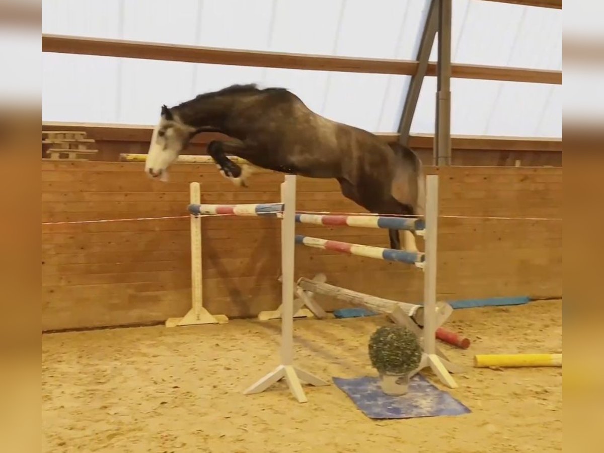 Koń holsztyński Wałach 4 lat 170 cm Siwa in Chemnitz