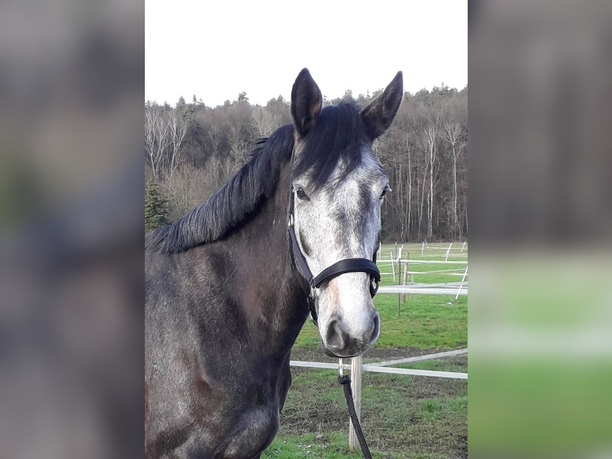 Koń holsztyński Wałach 5 lat Może być siwy in Bamberg