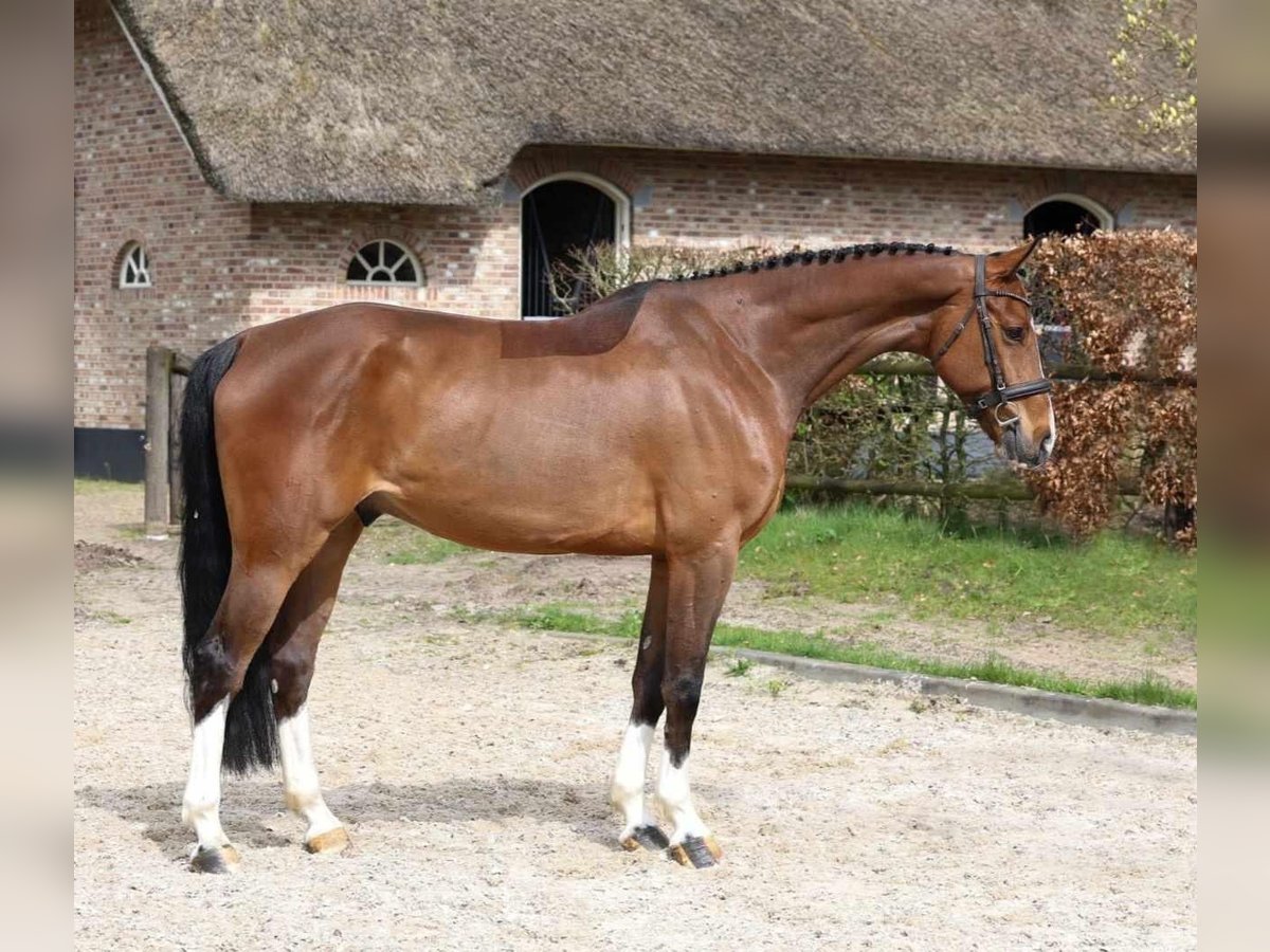 Koń holsztyński Wałach 6 lat 169 cm Gniada in Baden