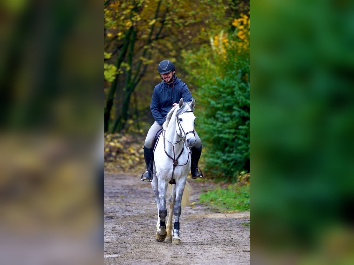 Koń holsztyński Wałach 6 lat in Ostbevern