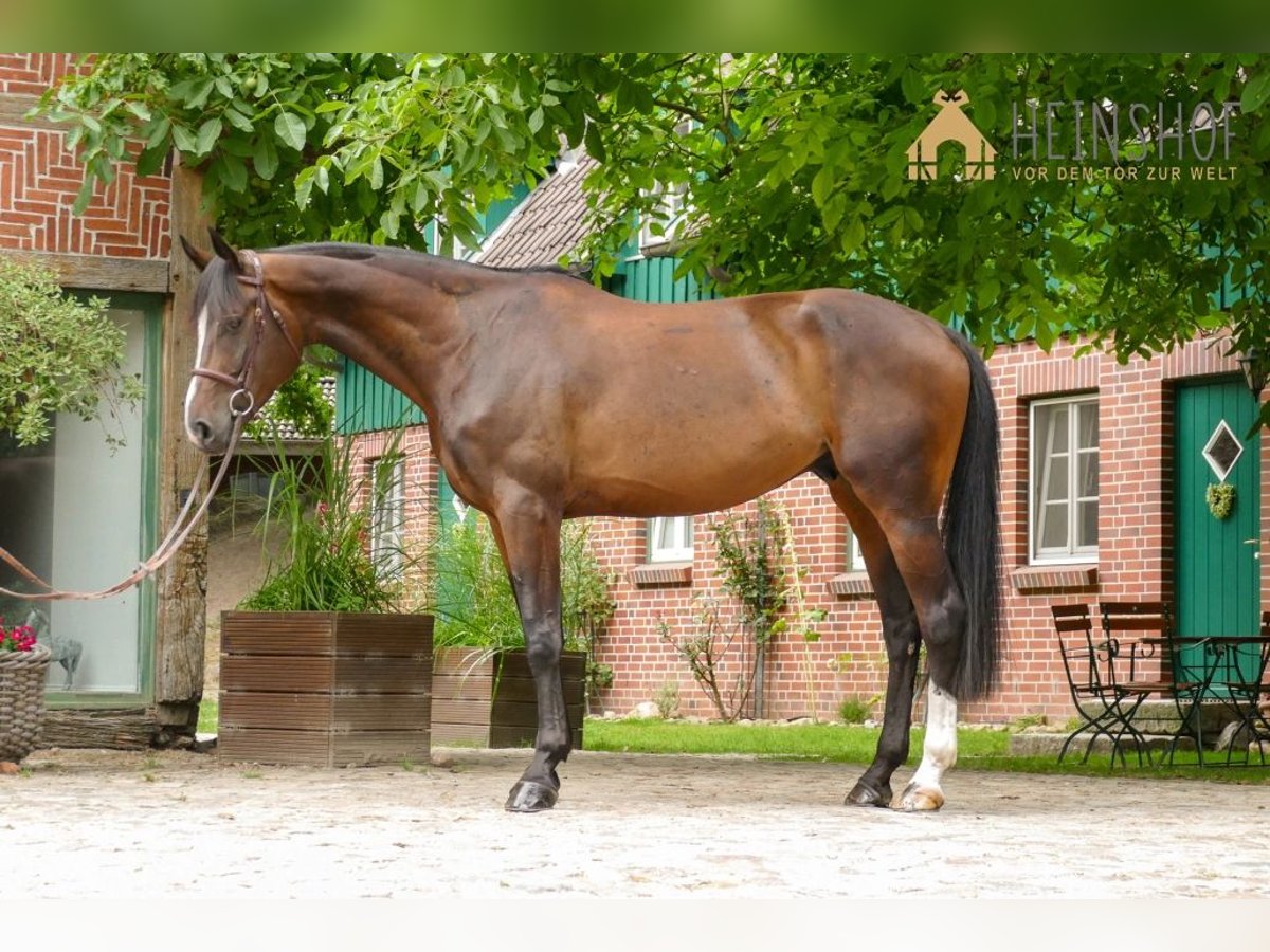Koń holsztyński Wałach 7 lat 179 cm Gniada in Egestorf