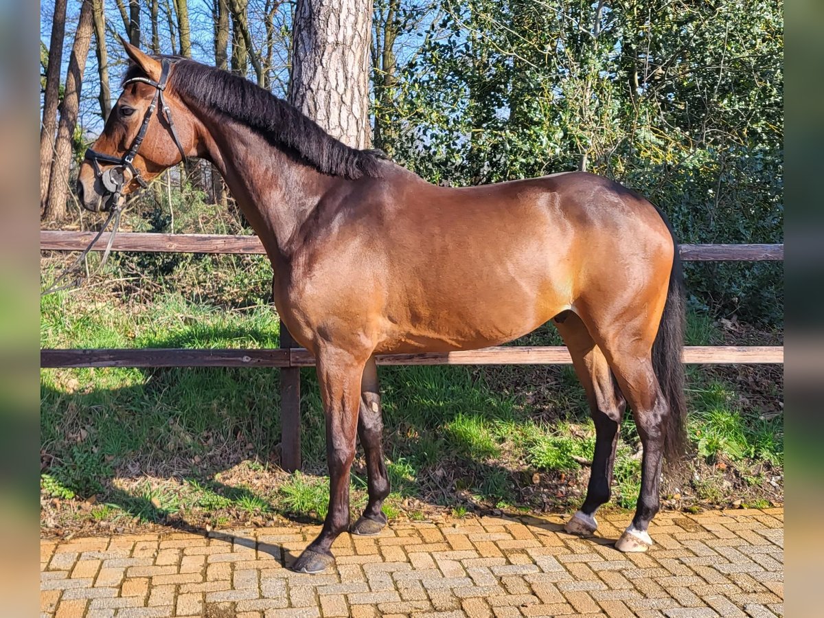 Koń holsztyński Wałach 9 lat 169 cm Gniada in winterswijk