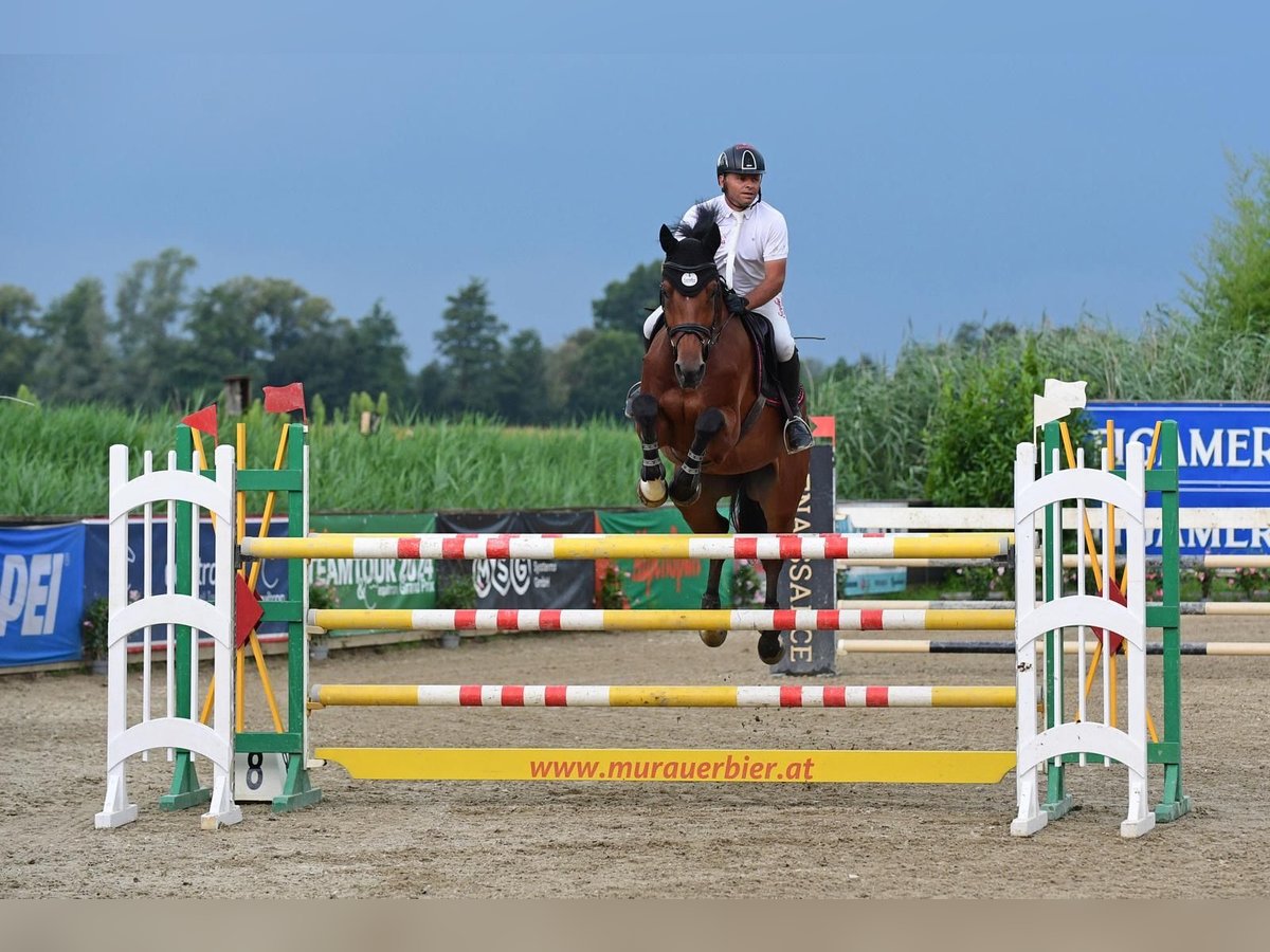 Koń holsztyński Wałach 9 lat 172 cm Gniada in Feldbach