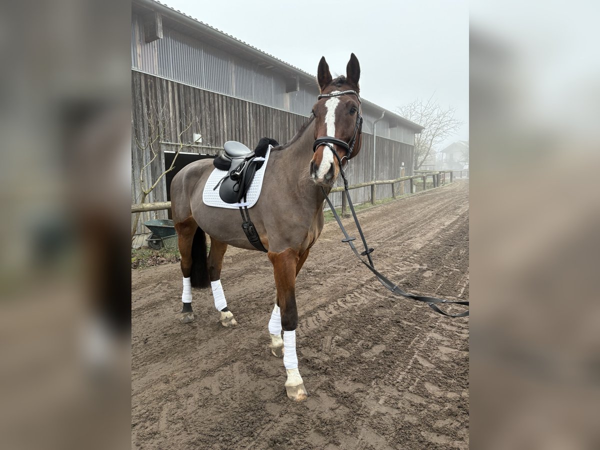 Koń holsztyński Wałach 9 lat 180 cm Gniada in Ketzin