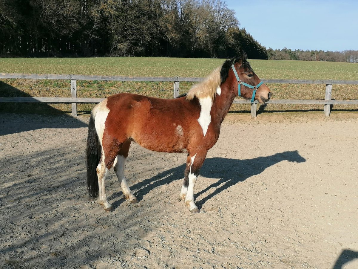 Koń huculski Klacz 3 lat 138 cm Srokata in BayerbachBayerbach