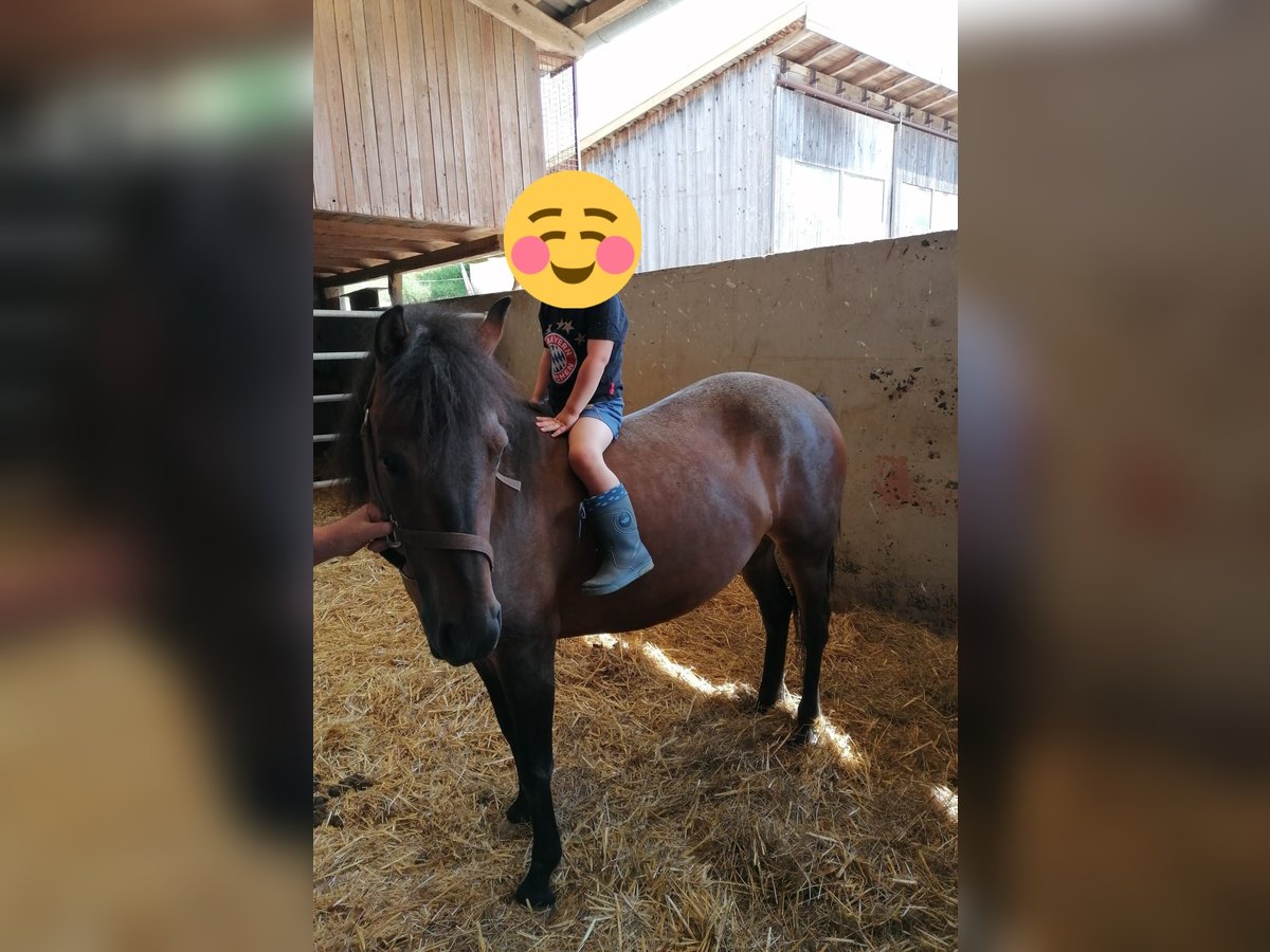 Koń huculski Klacz 4 lat 130 cm Gniada in Bayerbach