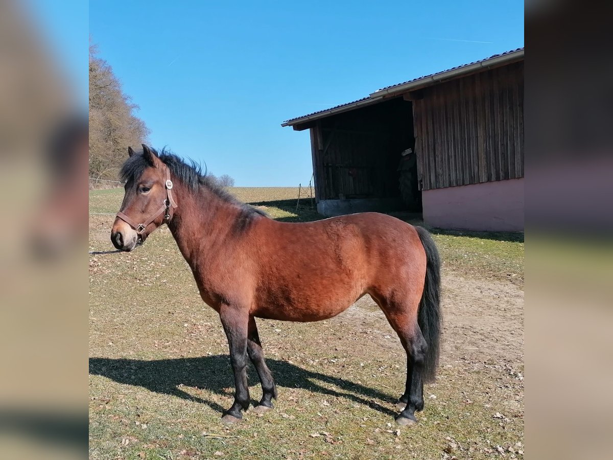 Koń huculski Klacz 5 lat 130 cm Gniada in Bayerbach