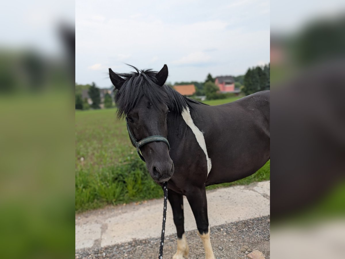 Koń huculski Klacz 5 lat 145 cm Srokata in Callenberg Koń huculski Klacz 5 lat 145 cm Srokata in Callenberg