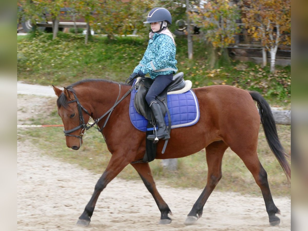 Koń huculski Klacz 6 lat 148 cm Bułana in Ramsau