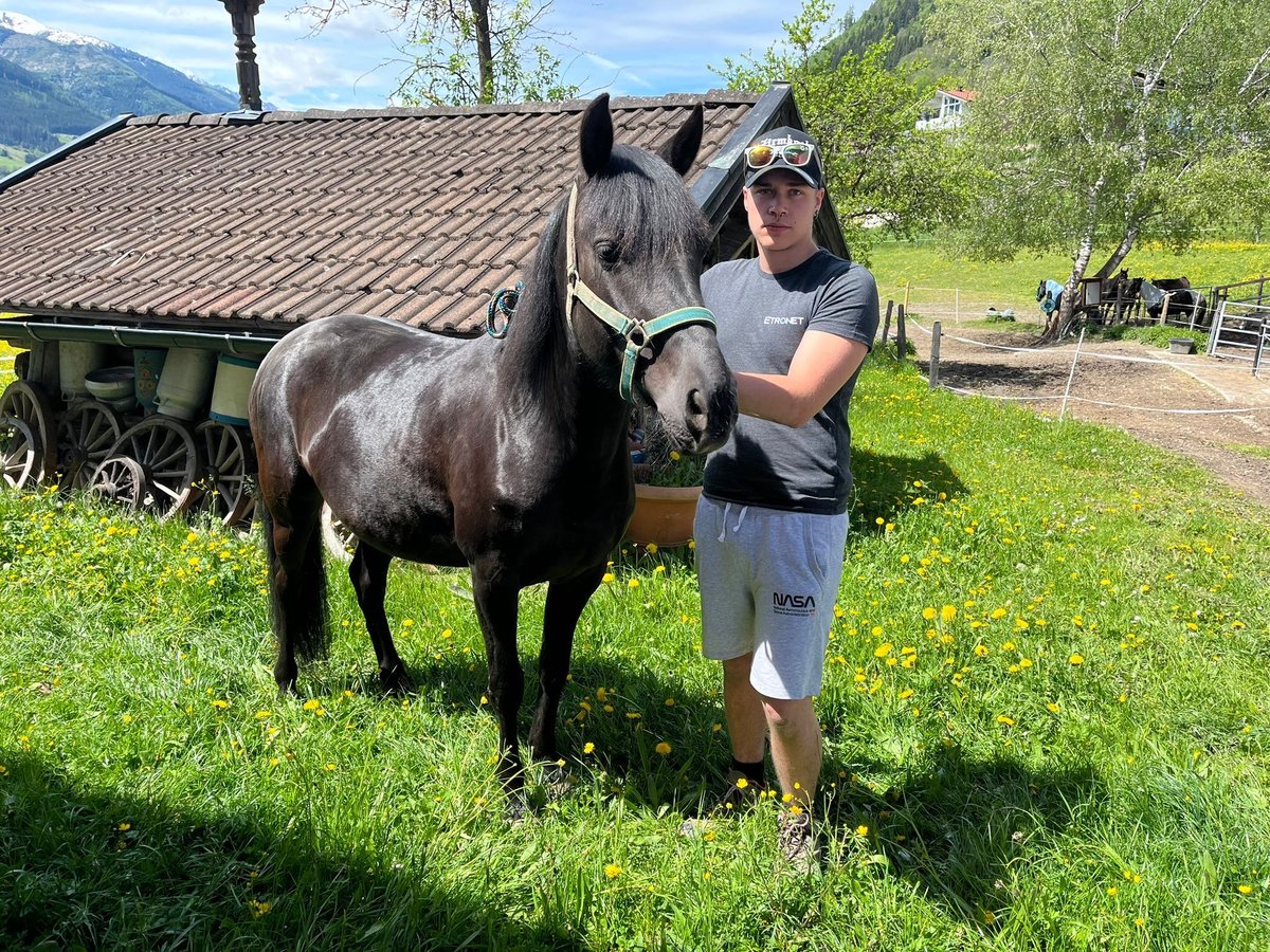 Koń huculski Klacz 8 lat Kara in Piesendorf
