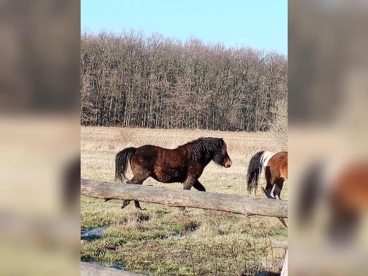 Koń huculski Ogier 3 lat Ciemnokasztanowata in Mazurowice